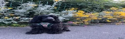 Cocker Spaniel dogs for sale: English Cocker Spaniel in Weston-super-Mare - Advert 1
