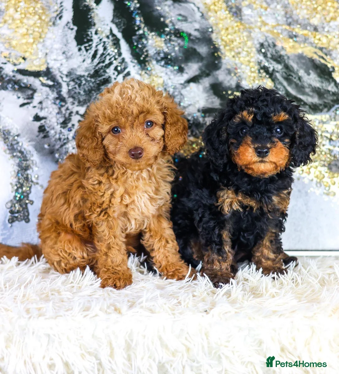 Toy Poodle dogs for stud: *Proven* KC registered Toy Poodle - petite boy in Bolton - Advert 27