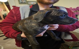 Mixed Breed dogs for sale: Female Staffordshire bull terrier puppy - Image 12