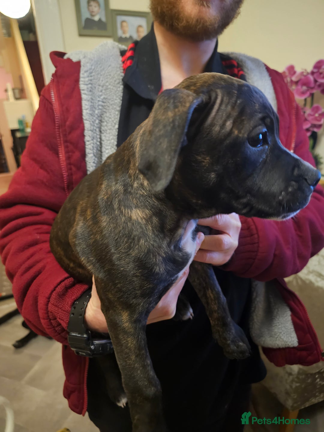 Mixed Breed dogs for sale: Female Staffordshire bull terrier puppy - Image 12