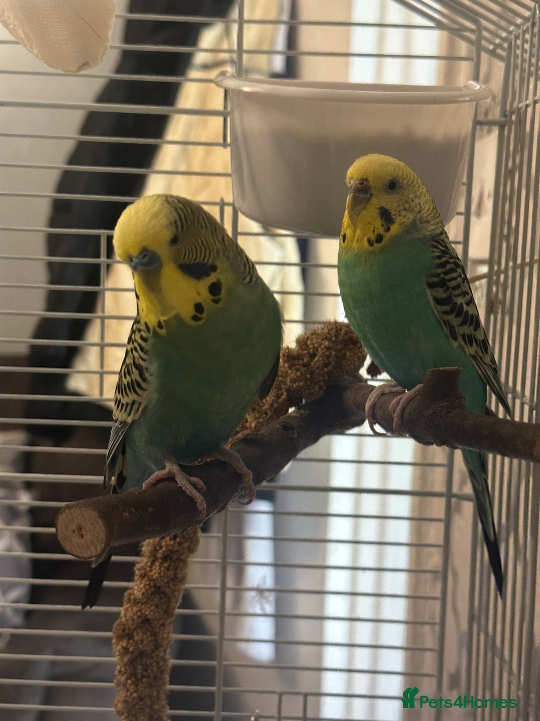 Budgerigars birds for sale: pair of budgies  - Advert 2