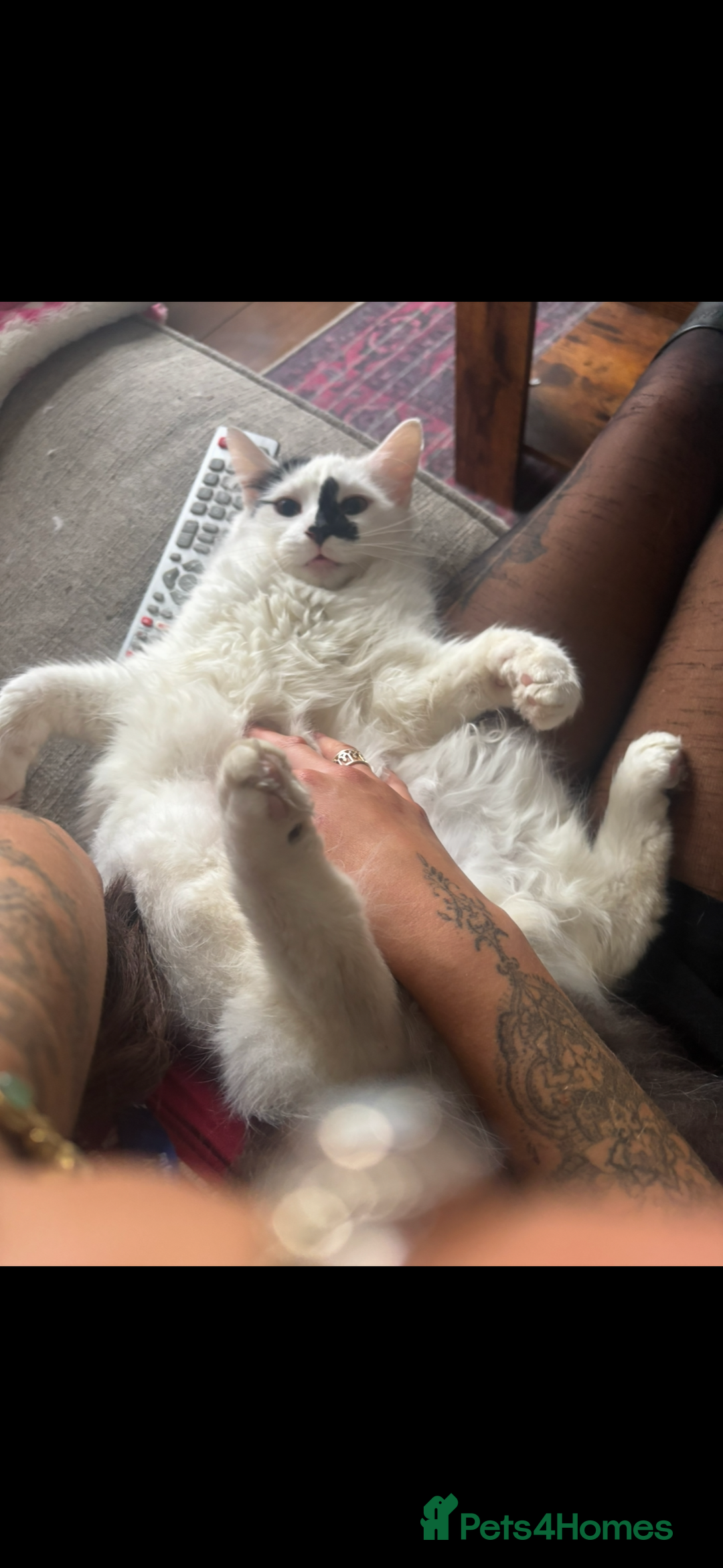 Turkish Angora cats for sale: Turkish angora mix. Male  - Advert 2