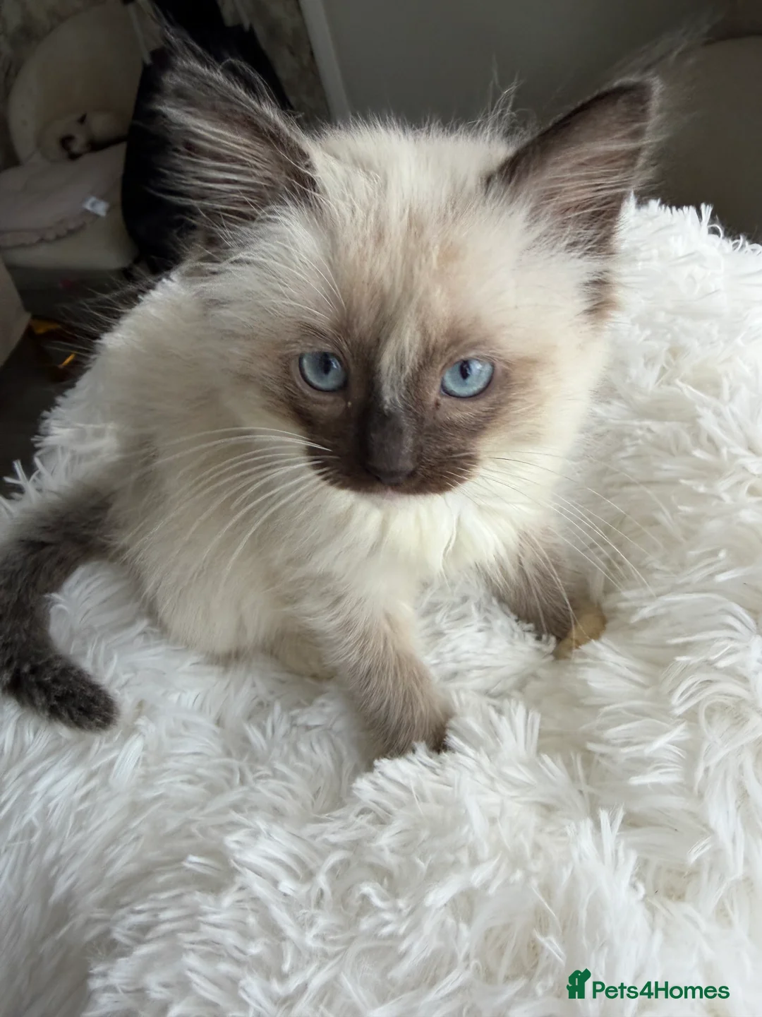 Ragdoll cats for sale: pure ragdoll - Advert 12