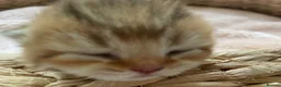 British Shorthair cats for sale: 🏆😍 Irresistible Golden Chinchilla’s Mini BSH🏆😍 in Birmingham - Advert 4