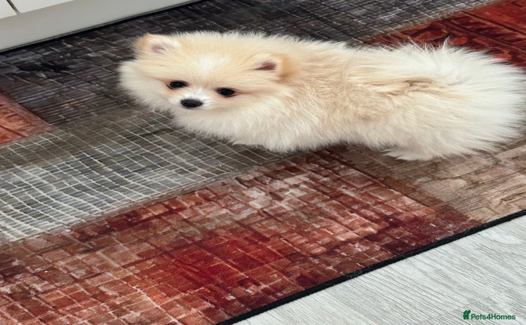 Pomeranian dogs - Advert 4