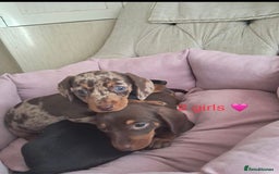 Dachshund dogs for sale: Outstanding miniature dachshund puppies  - Image 10