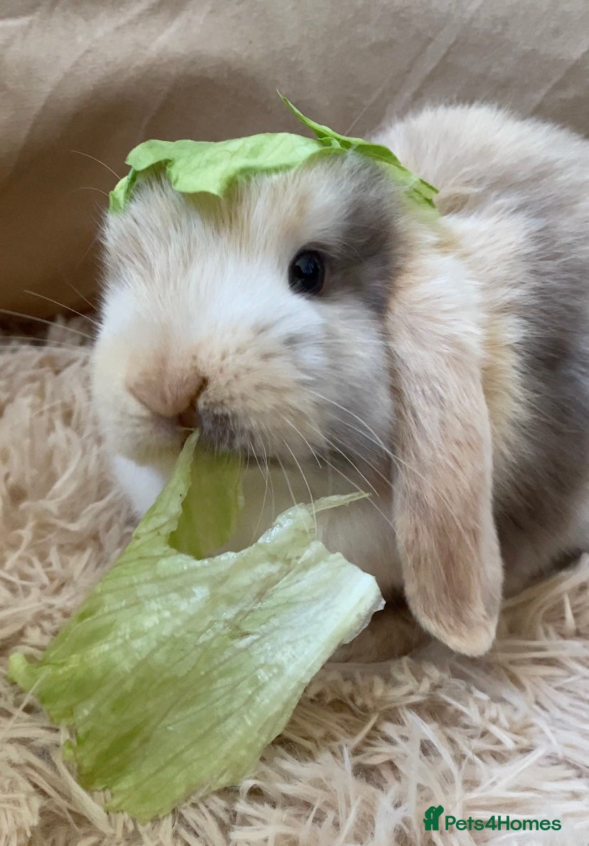 Mini Lop rabbits Adorable baby mini lop - Advert 1