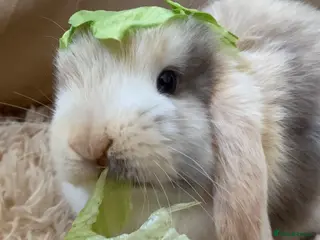 Mini Lop rabbits Adorable baby mini lop - Advert 1