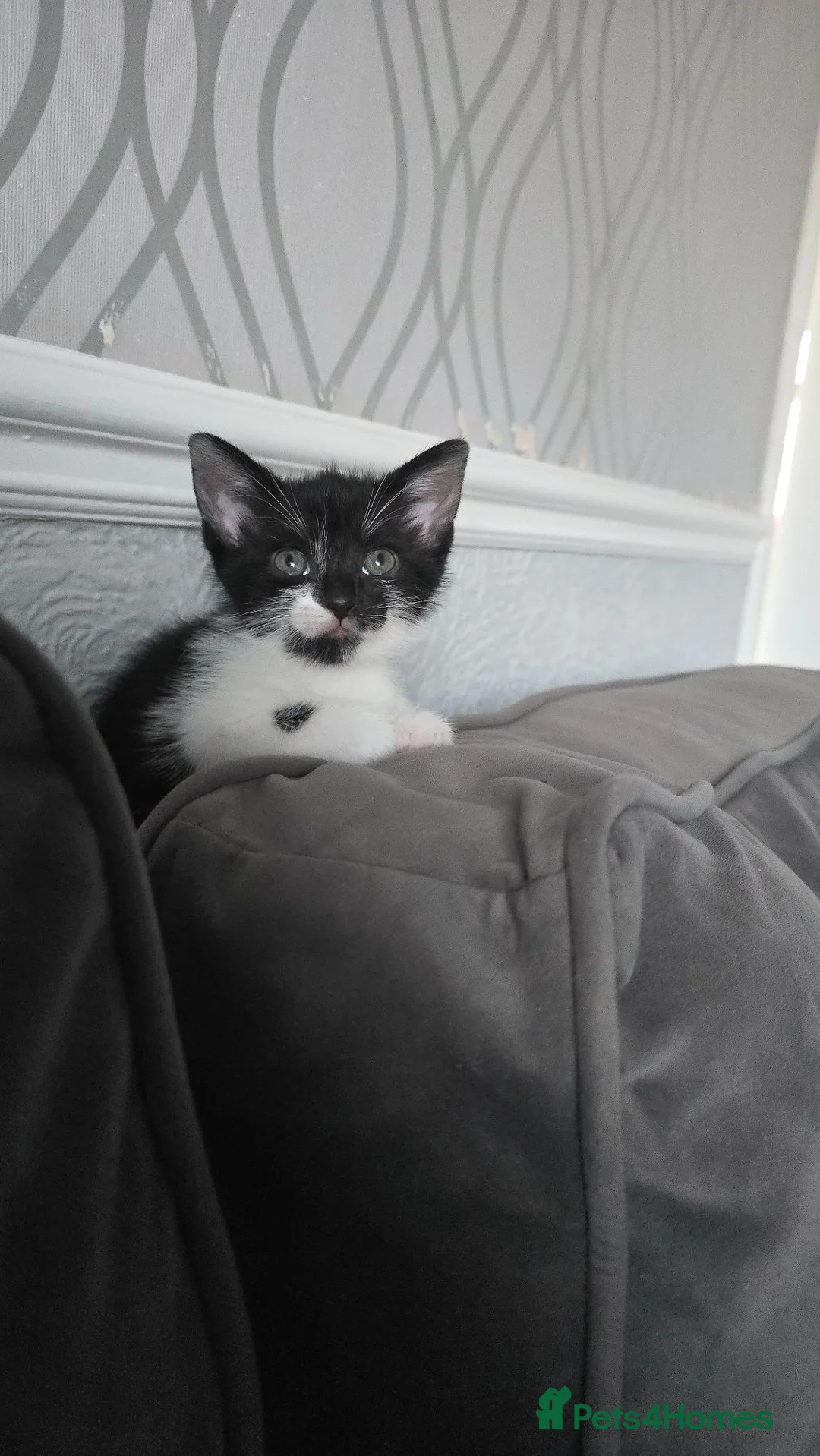 Mixed Breed cats for sale: Mixed Breed  - Advert 7