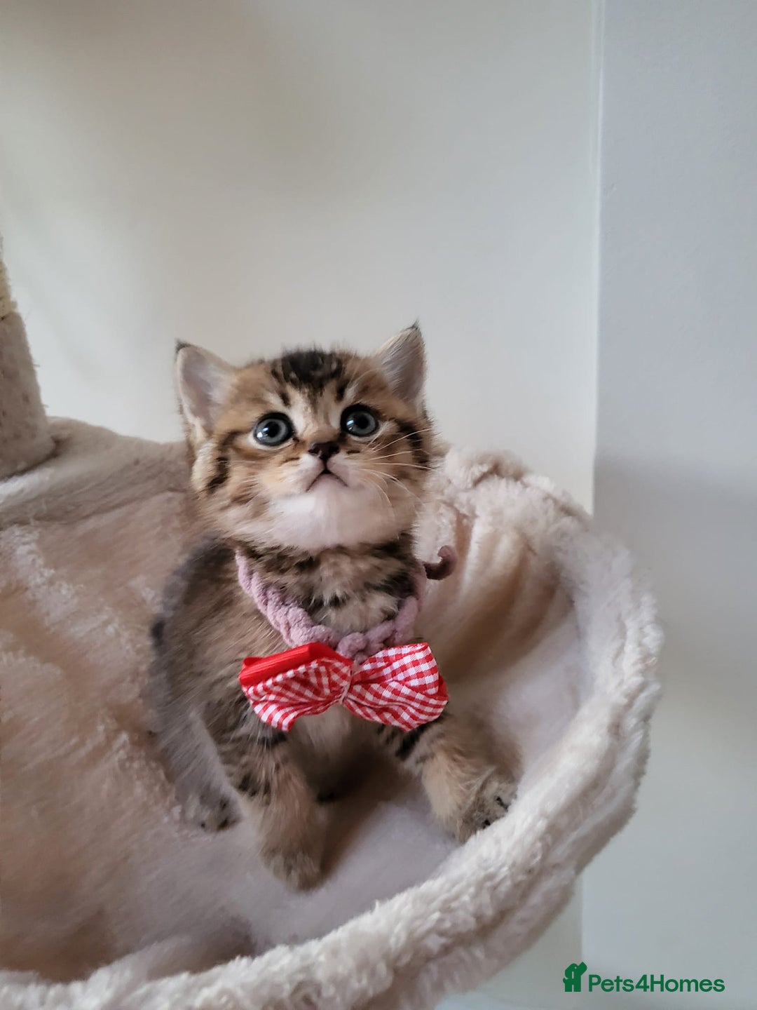 British Shorthair cats for sale:  **  **  **  ** BRITISH SHORTLY **  **  **  **   - Advert 21