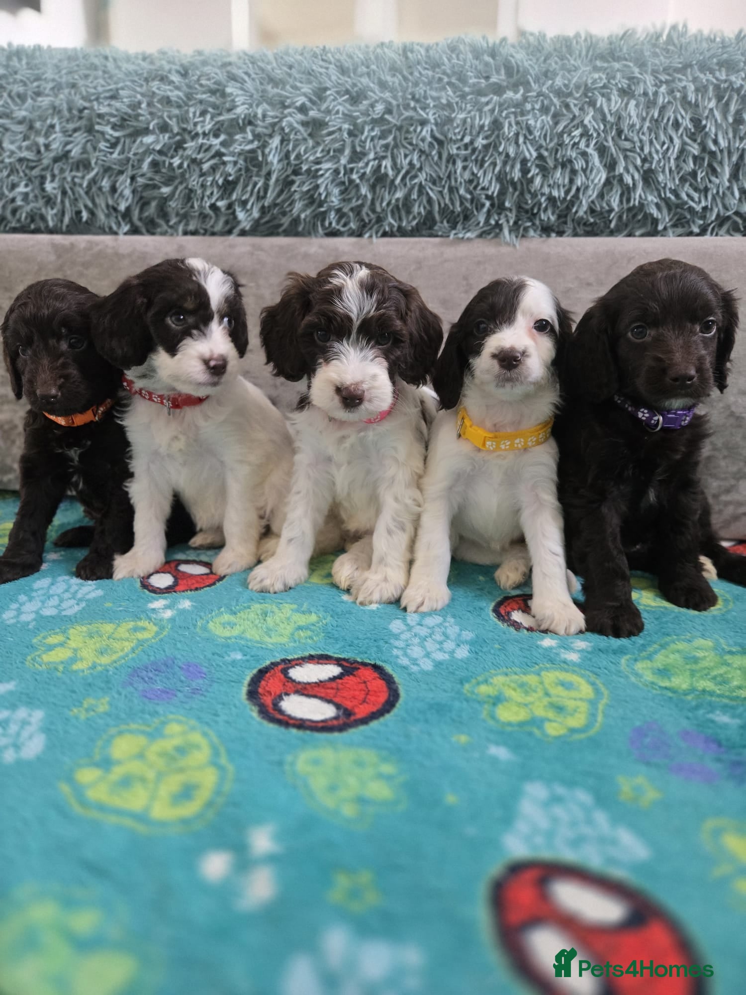 Cockapoo dogs Gorgeous Cockapoo litter - Advert 5