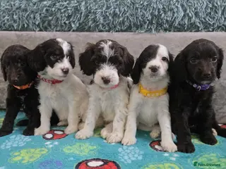 Cockapoo dogs Gorgeous Cockapoo litter - Advert 5
