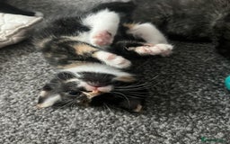 British Shorthair cats for sale: Adorable Kittens - Image 3