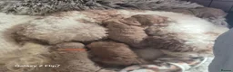 Cavapoo dogs for sale: Beautiful cavapoo pups  - Advert 19