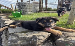 German Shepherd dogs for sale: Outstanding Male & Female German Shepherd Puppies - Image 4