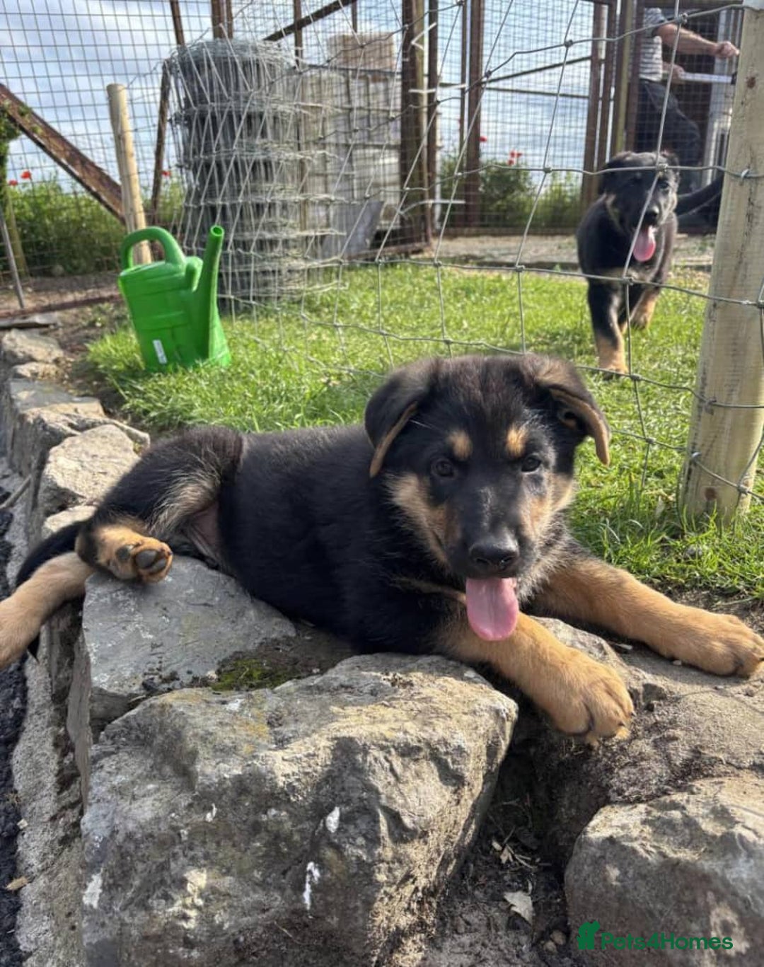 German Shepherd dogs for sale: Outstanding Male & Female German Shepherd Puppies - Image 4