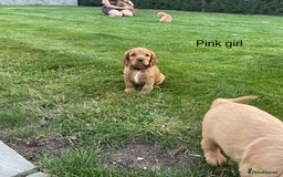 Cocker Spaniel dogs for sale: Hereditary clear Kc reg working Cocker spaniels - Image 5