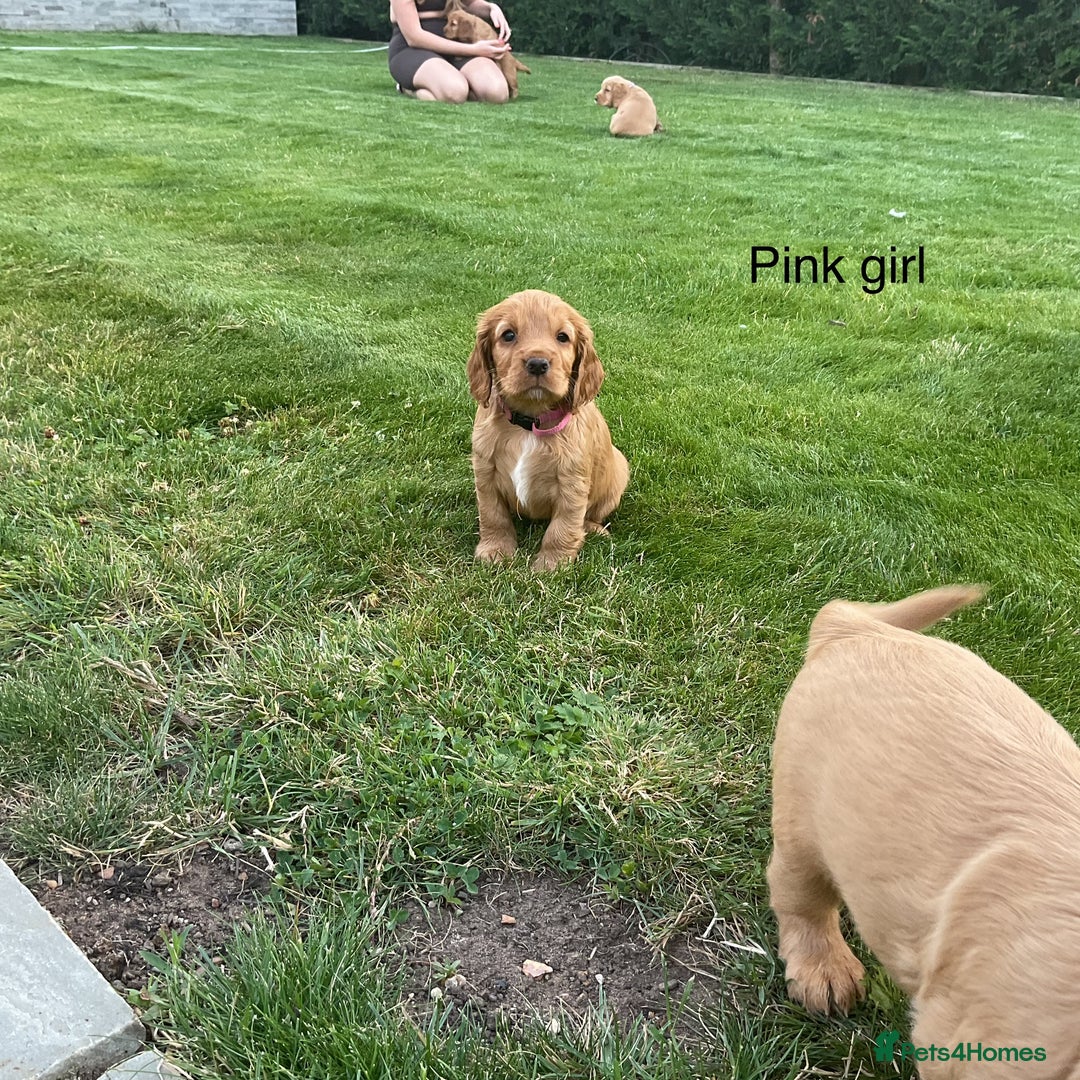 Cocker Spaniel dogs for sale: Hereditary clear Kc reg working Cocker spaniels - Image 5