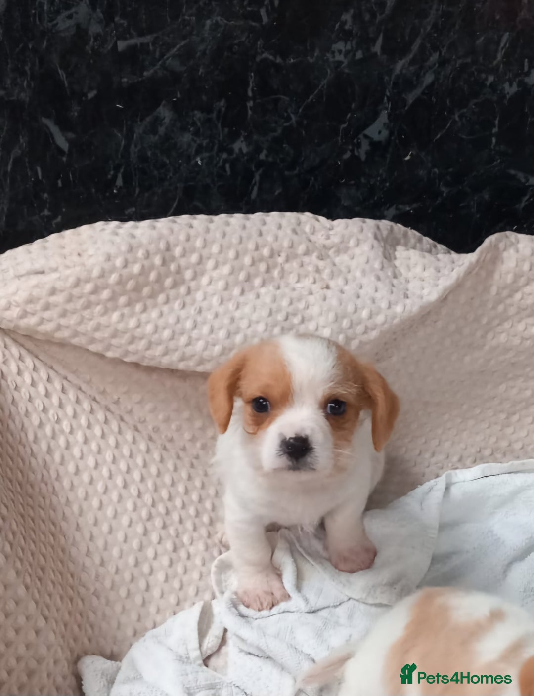 Cavapoo dogs for sale: Beautiful Cavapoo's for sale - Advert 4