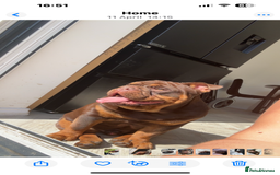 English Bulldog dogs for sale: Meet Bruce – Our Energetic 1-Year-Old Pup - Image 1