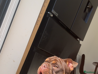 English Bulldog dogs - Advert 1