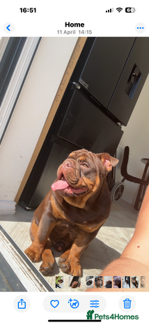 English Bulldog dogs - Advert 1