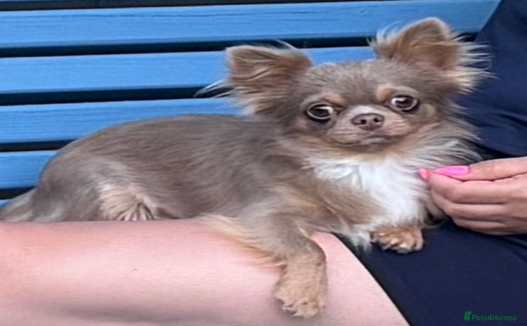 Chihuahua dogs - Advert 2