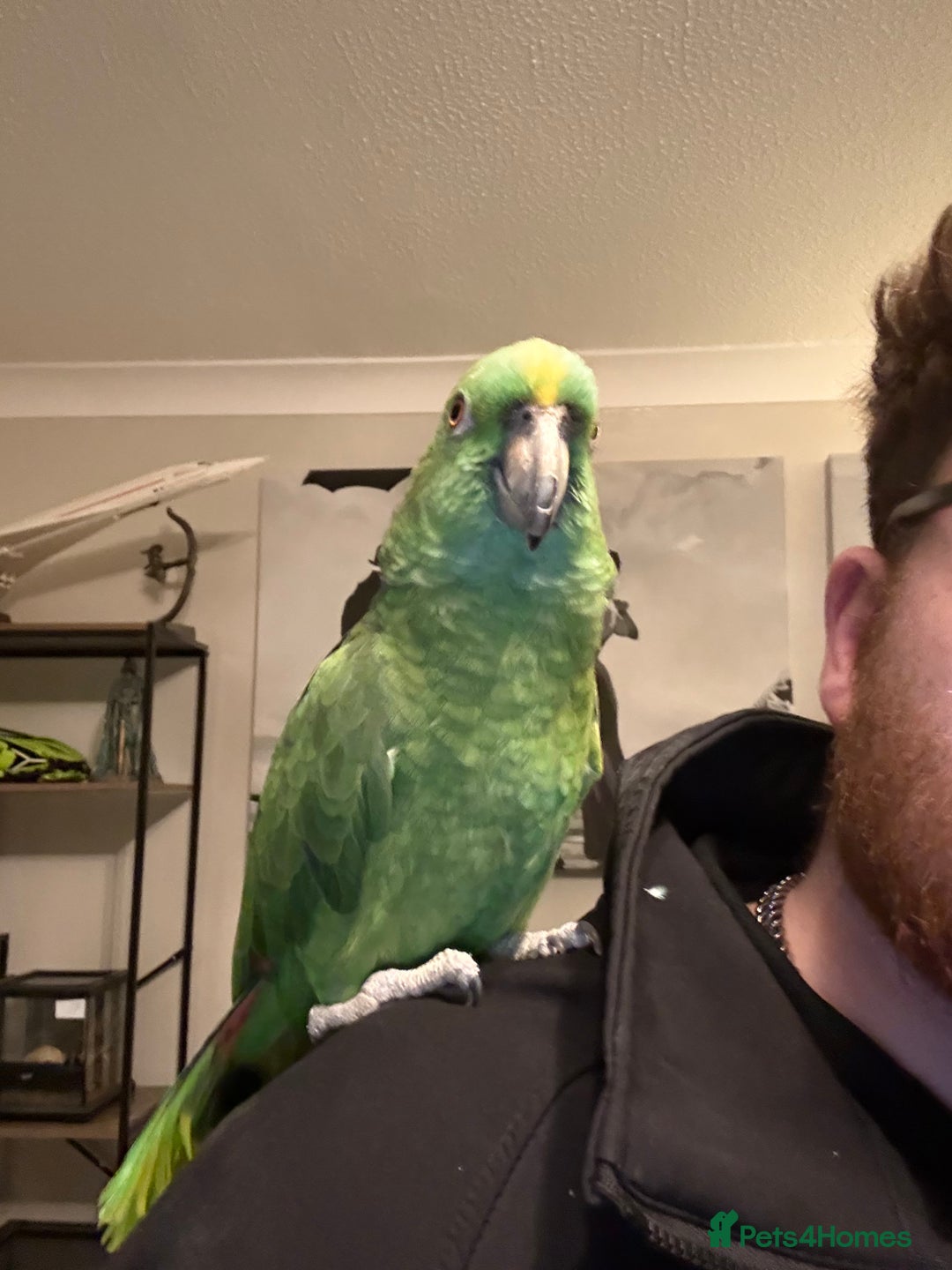 Mixed Breed birds for sale: Tame yellow fronted Amazon  - Advert 1