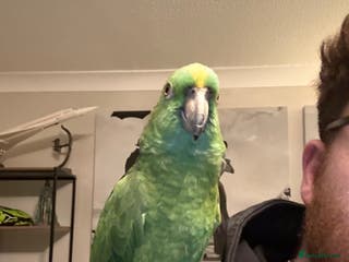 Mixed Breed birds Tame yellow fronted Amazon - Advert 2