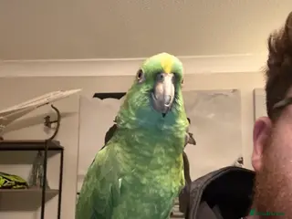 Mixed Breed birds Tame yellow naped Amazon - Advert 10