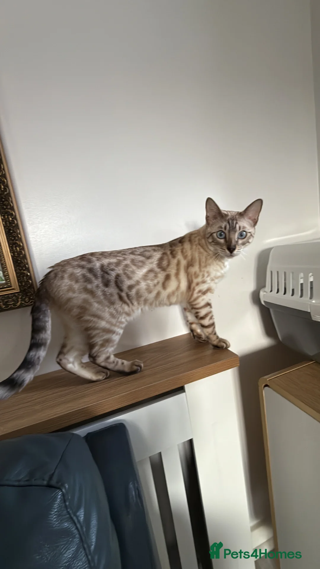 Bengal cats for sale: Stunning Bengal Kittens – Home Raised & Beautiful - Advert 1