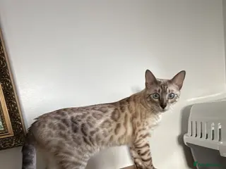 Bengal cats Stunning Bengal Kittens – Home Raised & Beautiful - Advert 7