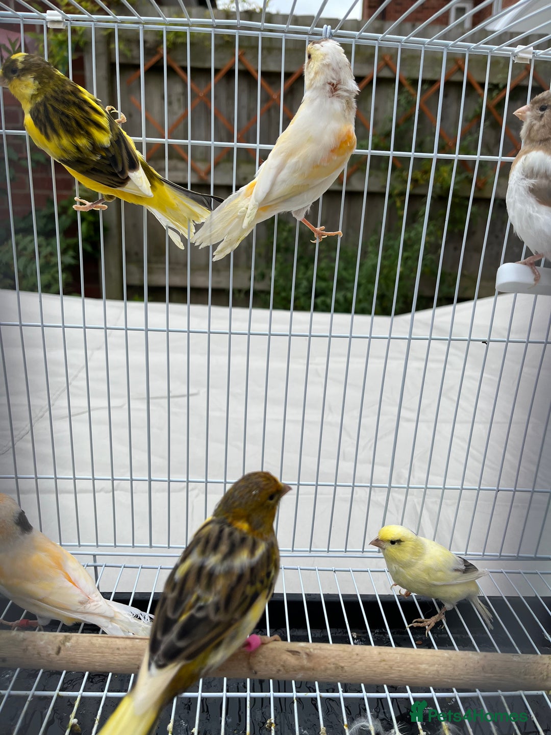 Canaries birds for sale: Bright & Beautiful Young Canaries - £25 - Image 4