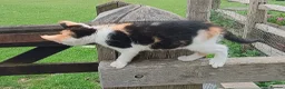 Mixed Breed cats for sale: Tri-coloured female kitten - Advert 4