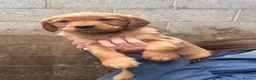 Golden Retriever dogs for sale: Beautiful litter of golden retriever puppies  in Bolton - Advert 7