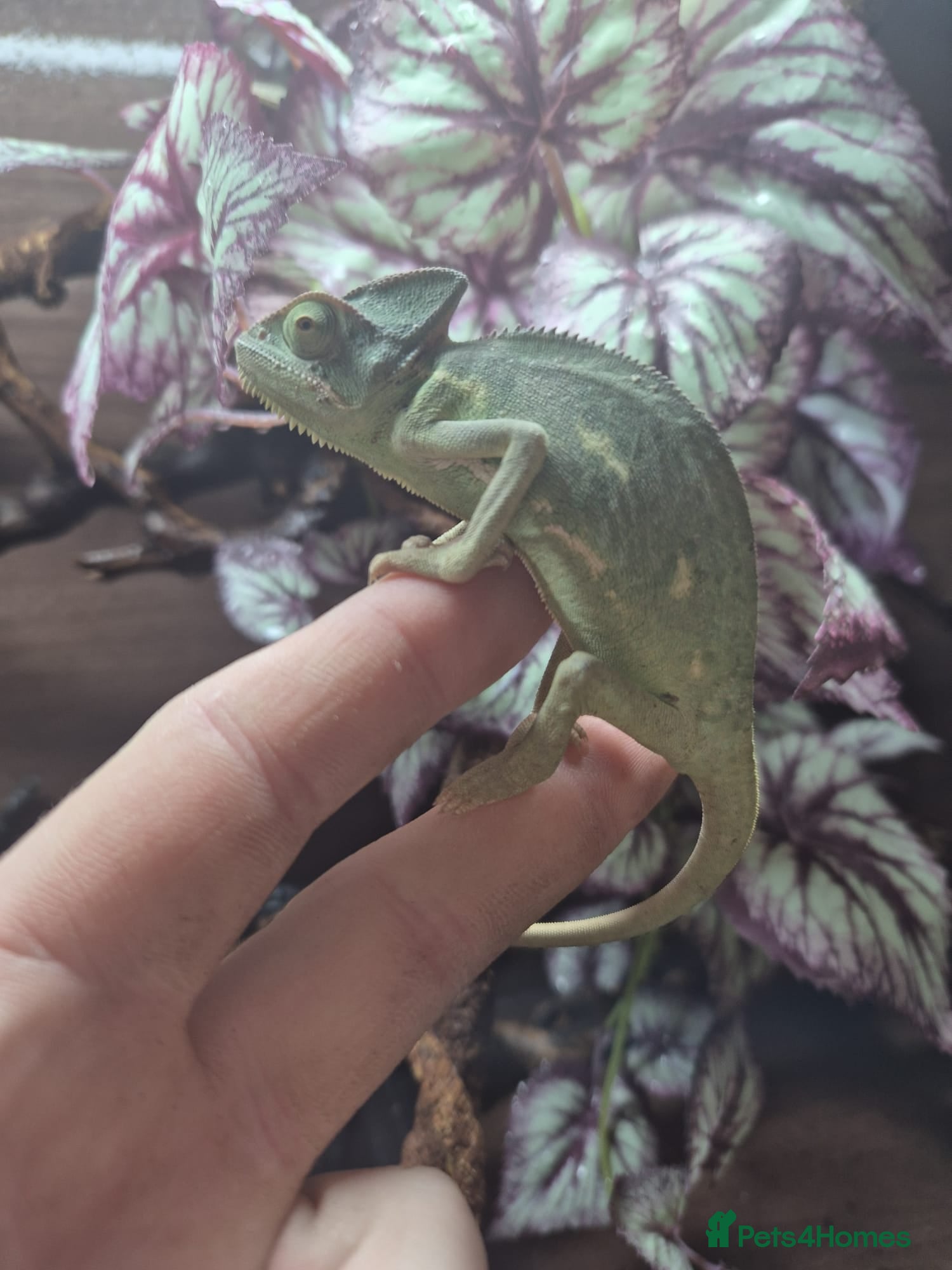 Chameleon reptiles Yemen Chameleon - Female - Advert 2