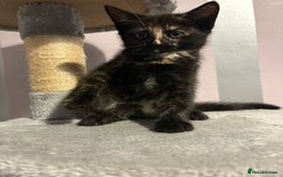 Mixed Breed cats for sale: One female kitten  - Image 8