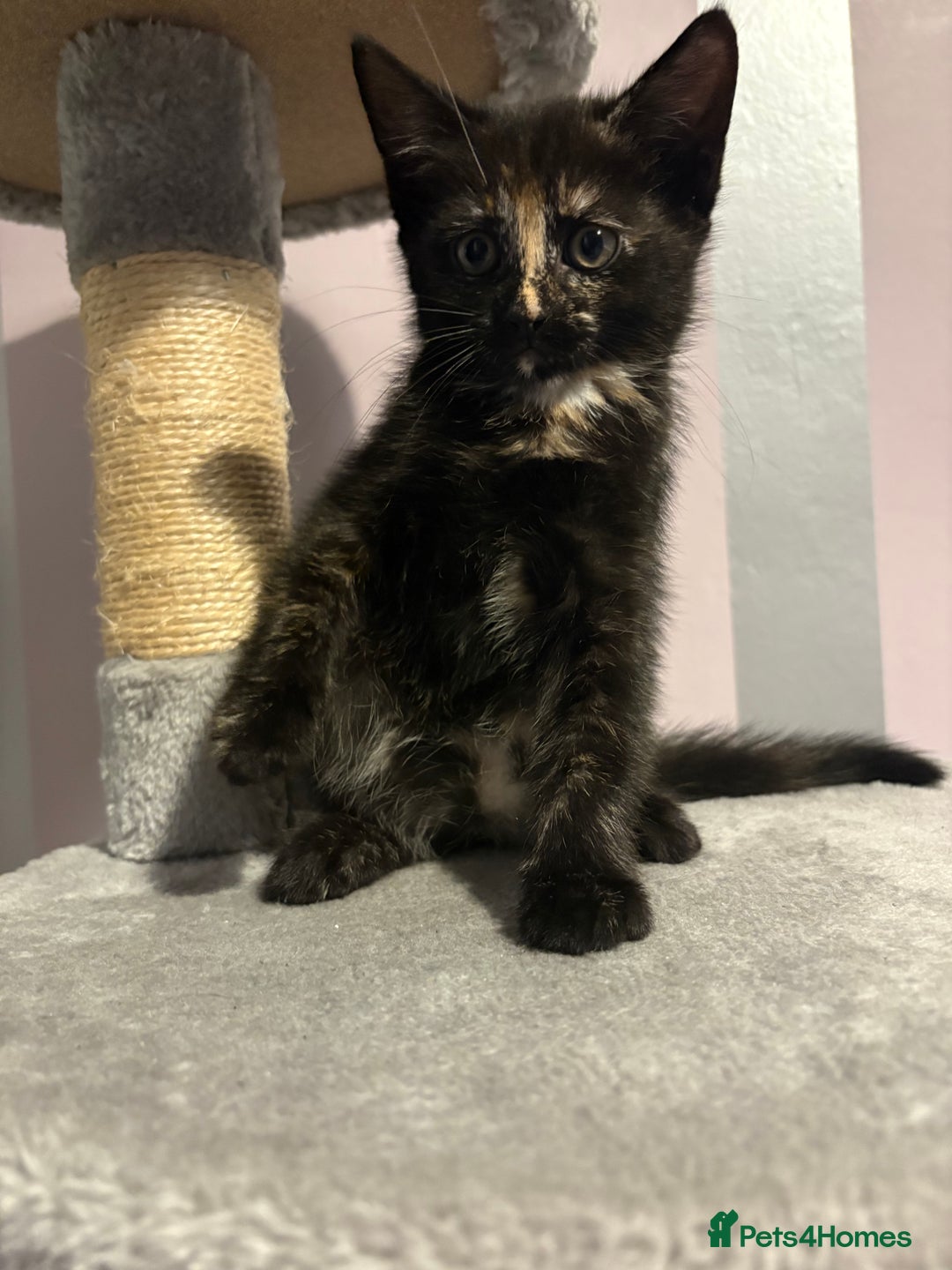 Mixed Breed cats for sale: One female kitten  - Image 8
