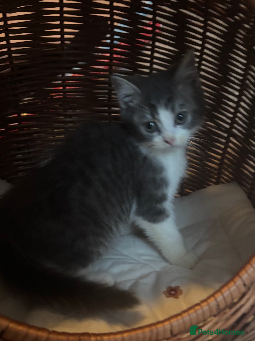 Mixed Breed cats for sale: Maine-Coon x British Blue Kittens.  - Advert 21