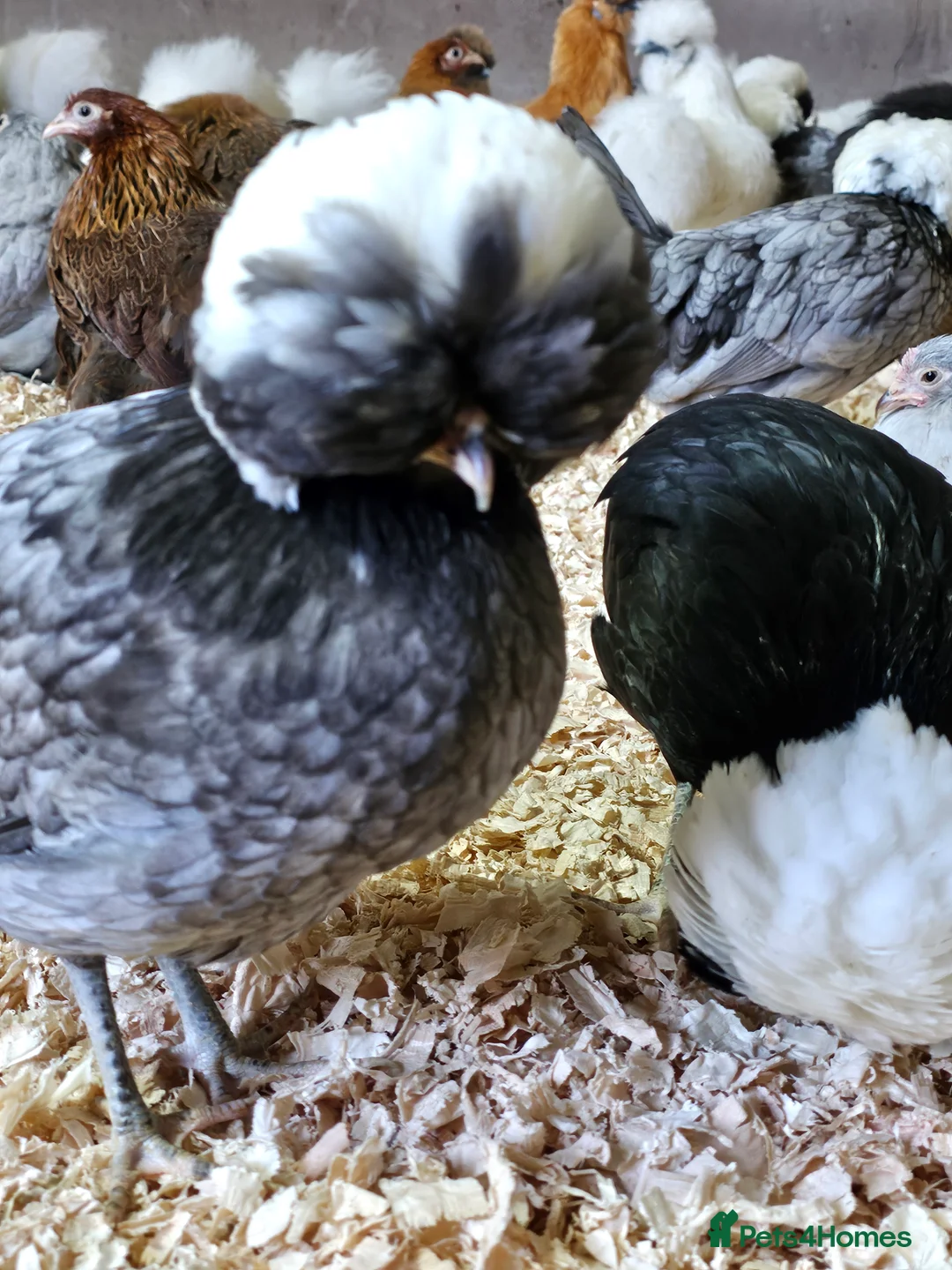 Chickens poultry for sale: Pure breed bantams and large fowl - Advert 6