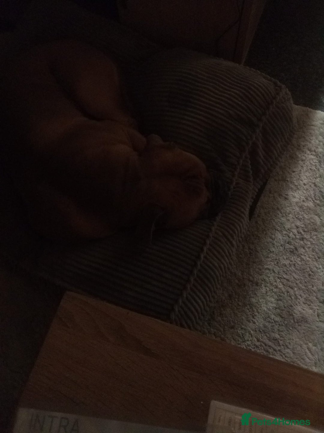 Bullmastiff dogs for sale: Dash  - Advert 4