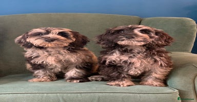 Cockapoo dogs - Advert 6