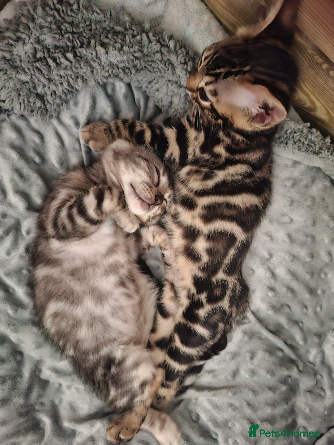 Bengal cats for sale: Last stunning Blue pure bengal kitten available! - Advert 36