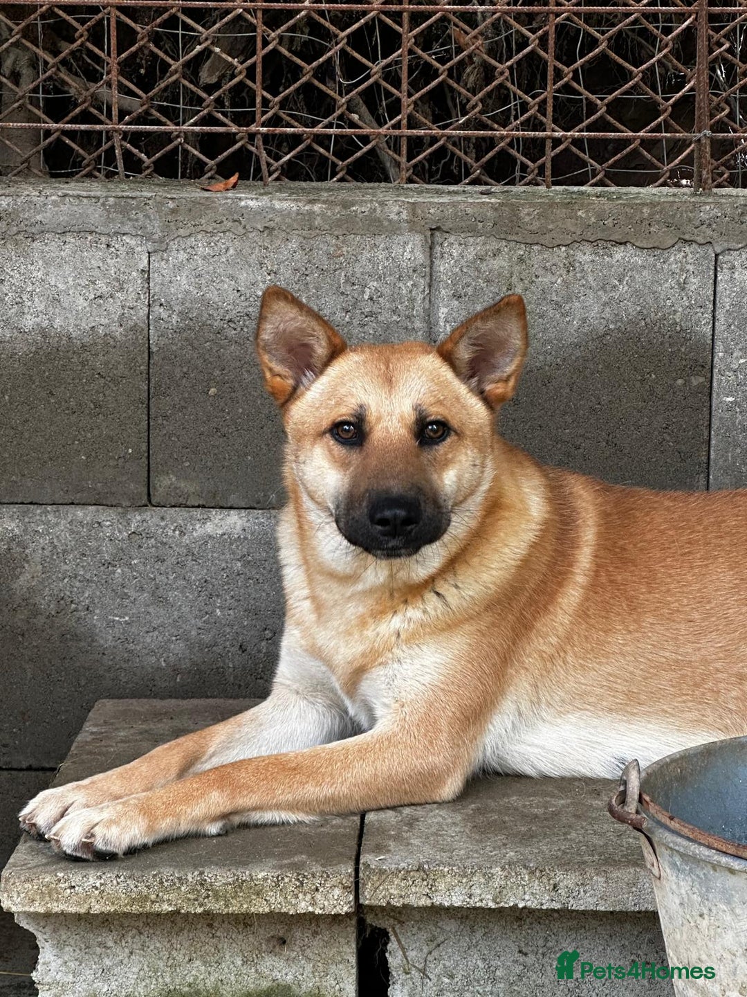 Mixed Breed dogs for adoption: Eva is ready for a second chance  - Advert 3