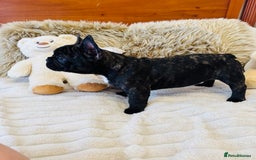 French Bulldog dogs for sale: 🏆KC registered, Standard French Bulldog Puppies🏆 - Image 25