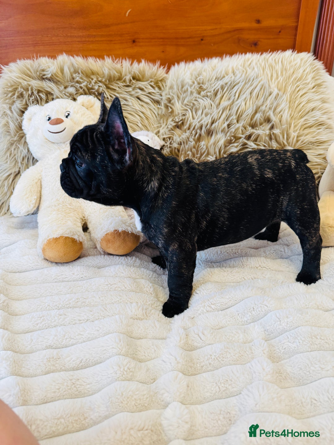 French Bulldog dogs for sale: 🏆KC registered, Standard French Bulldog Puppies🏆 - Image 25