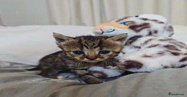 Savannah cats - Advert 4