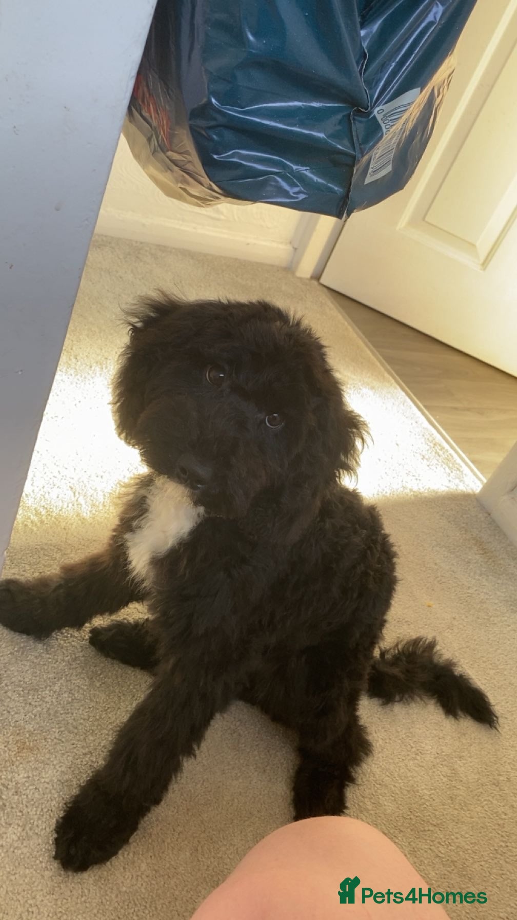 Cockapoo dogs F2 cockapoo for Stud in Rotherham - Advert 1