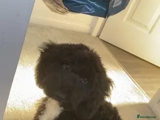 Cockapoo dogs F2 cockapoo for Stud in Rotherham - Advert 10