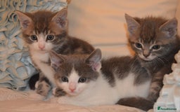Mixed Breed cats for sale: 6 Adorable Playful Kittens for Sale - Image 26
